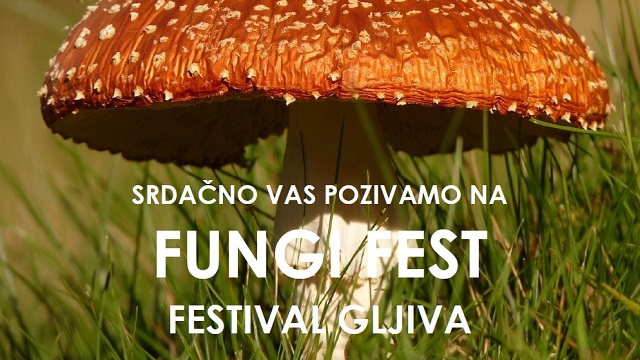 fungifest Sunja